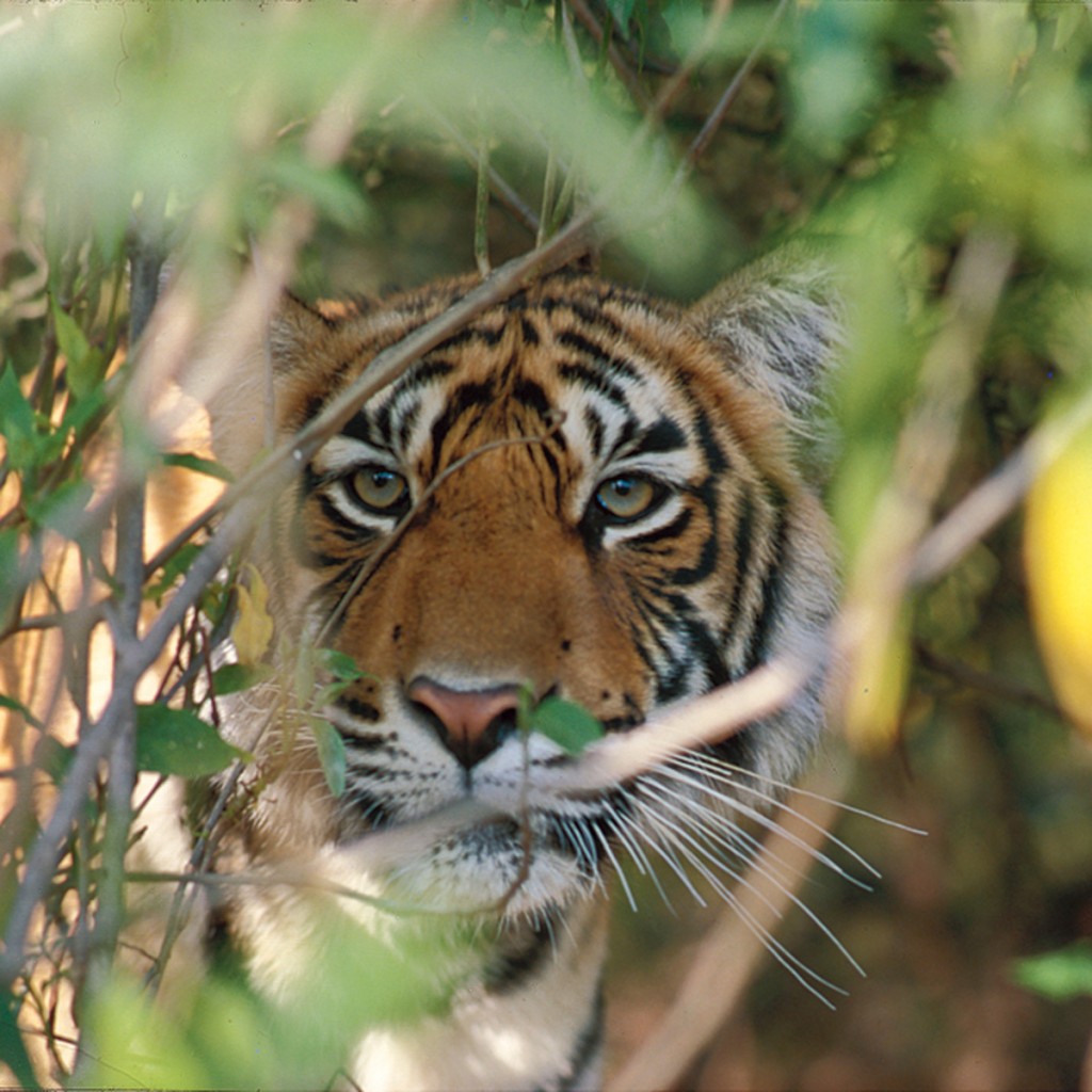 Visit India To Explore The Exotic Wildlife Indian Holiday Uk Blog